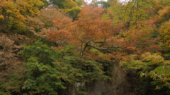 紅葉が有名なのに…まだ時期尚早