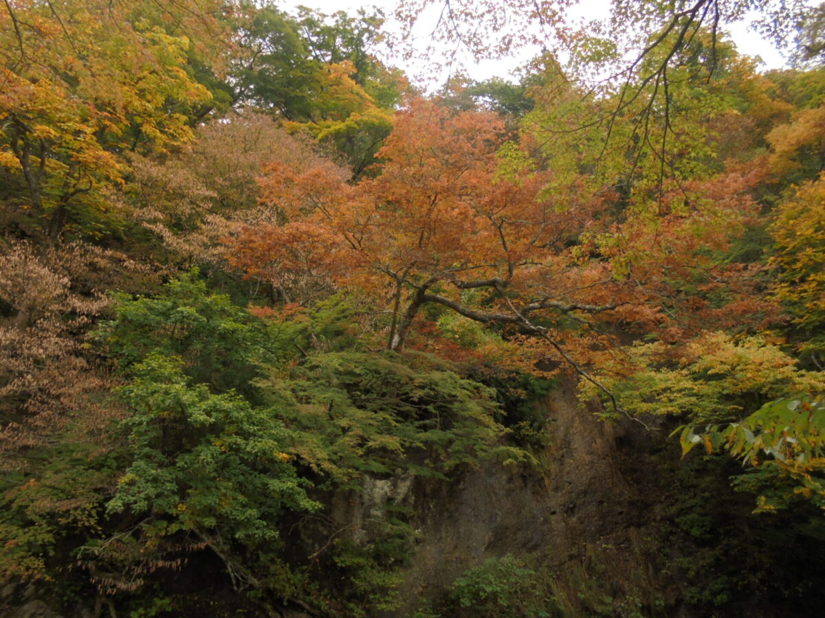 紅葉が有名なのに…まだ時期尚早